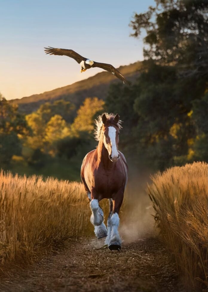 A clydesdale horse runs through a field with a bald eagle flying over top of it.