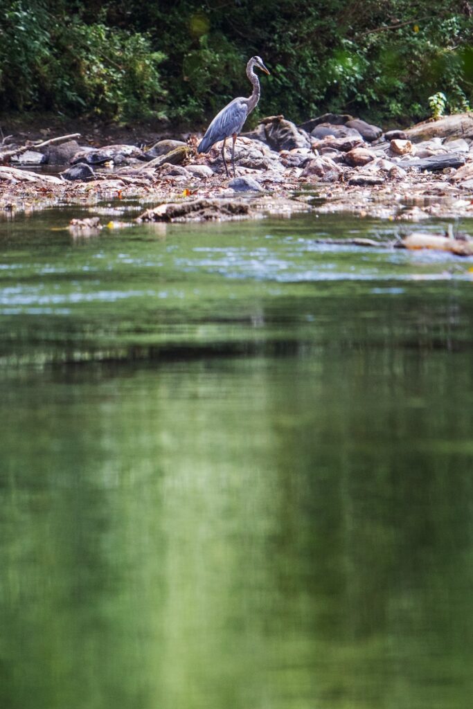 A blue heron standing on a rocky bank of a calm river in the Georgia highlands near Dahlonega.