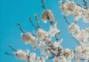 Your April 2026 Horoscope for the Full Moon in Libra A blue sky with a sliver of a moon and white flowers on a tree surrounding it.