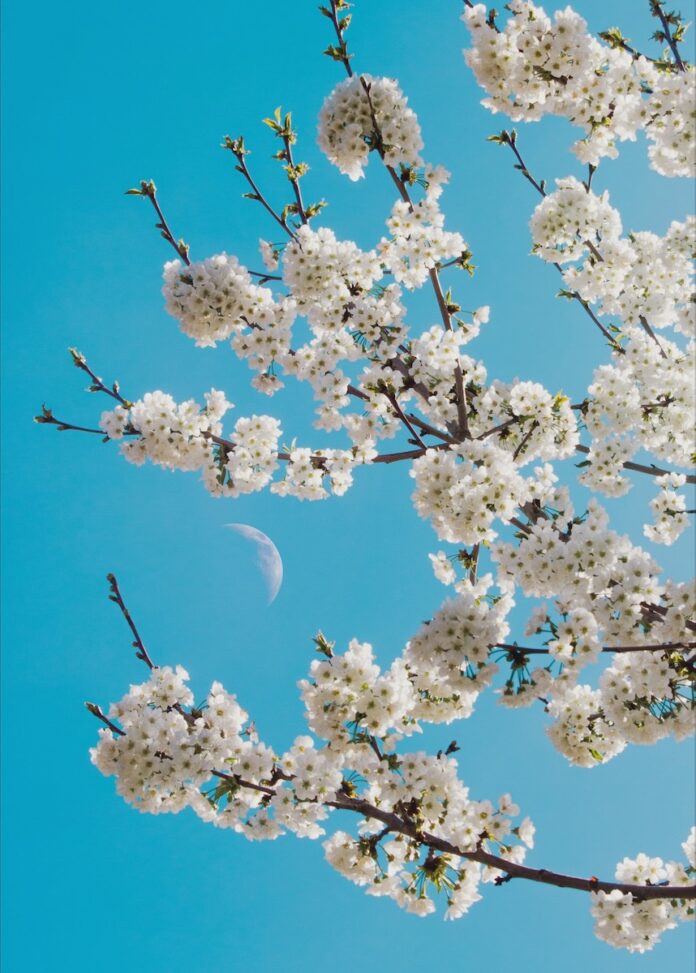 A blue sky with a sliver of a moon and white flowers on a tree surrounding it.