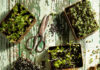 Growing Your Own Windowsill Greens windowsill sprouts in small containers placed on a wooden surface