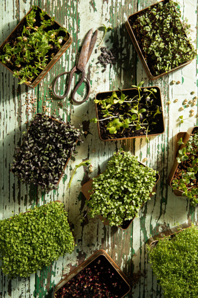 windowsill sprouts in small containers placed on a wooden surface