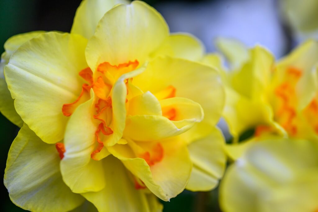 Yellow daffodils up close and fully open.