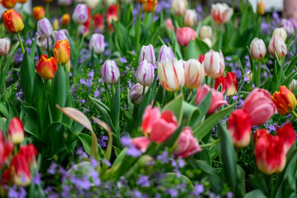 A field of tulips in purple, pink, white, red, and orange.