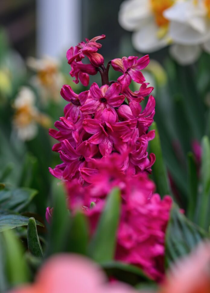A pink hydrangea in a field of grass and flowers.