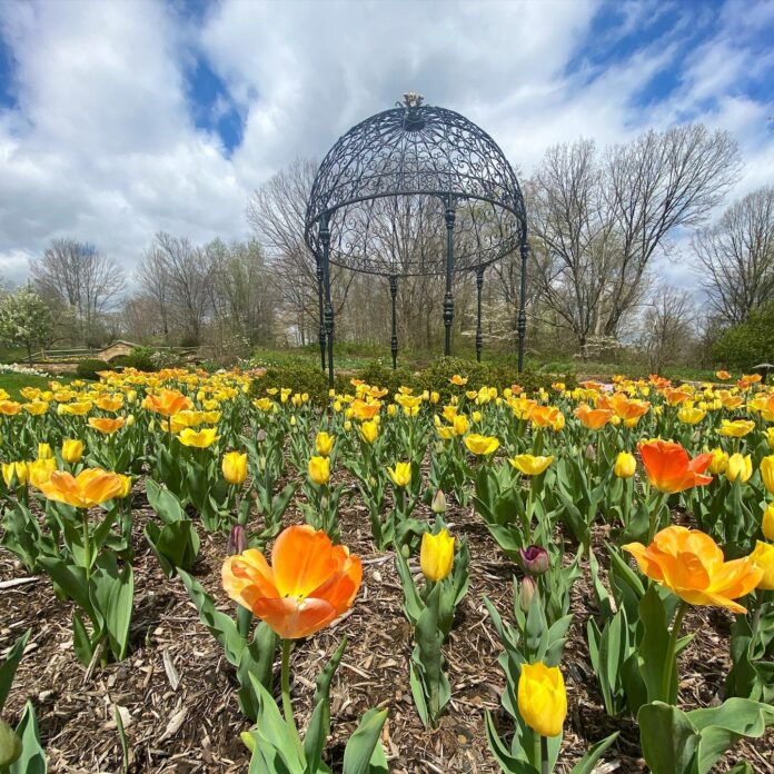 Flowers along a trail in Pittsburgh with a wire gazebo behind it.