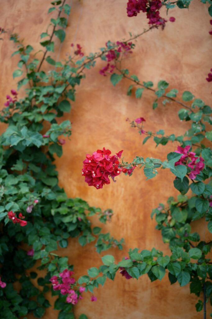 Vibrant pink bougainvillea flowers climbing an earthy, terracotta-colored textured wall at Villa Santa Cruz in Mexico.