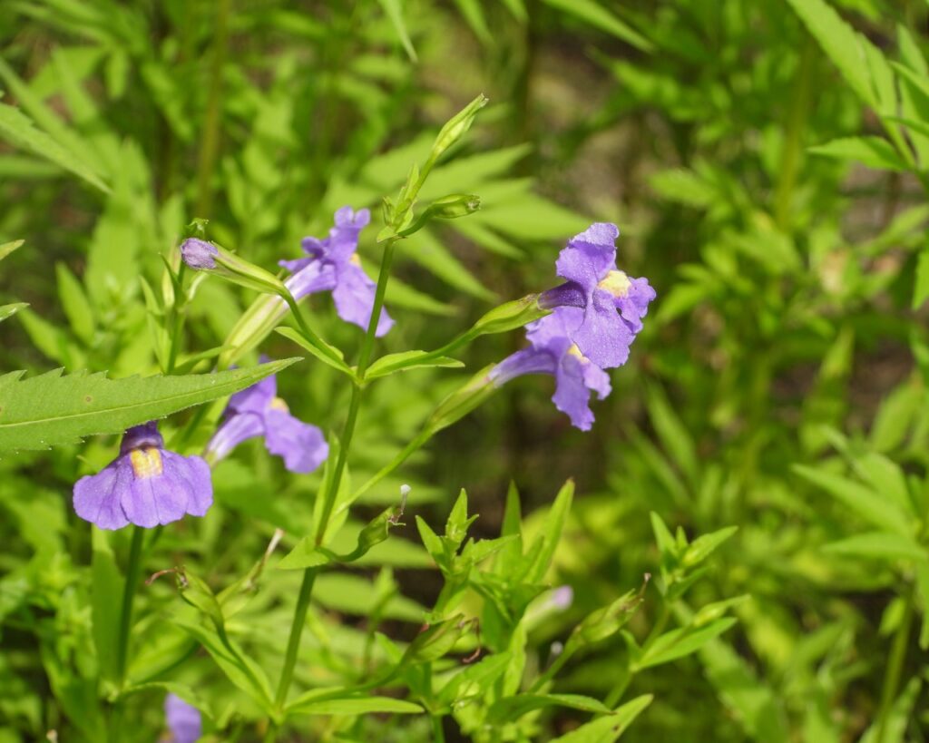 Small purple flowers within greenery.