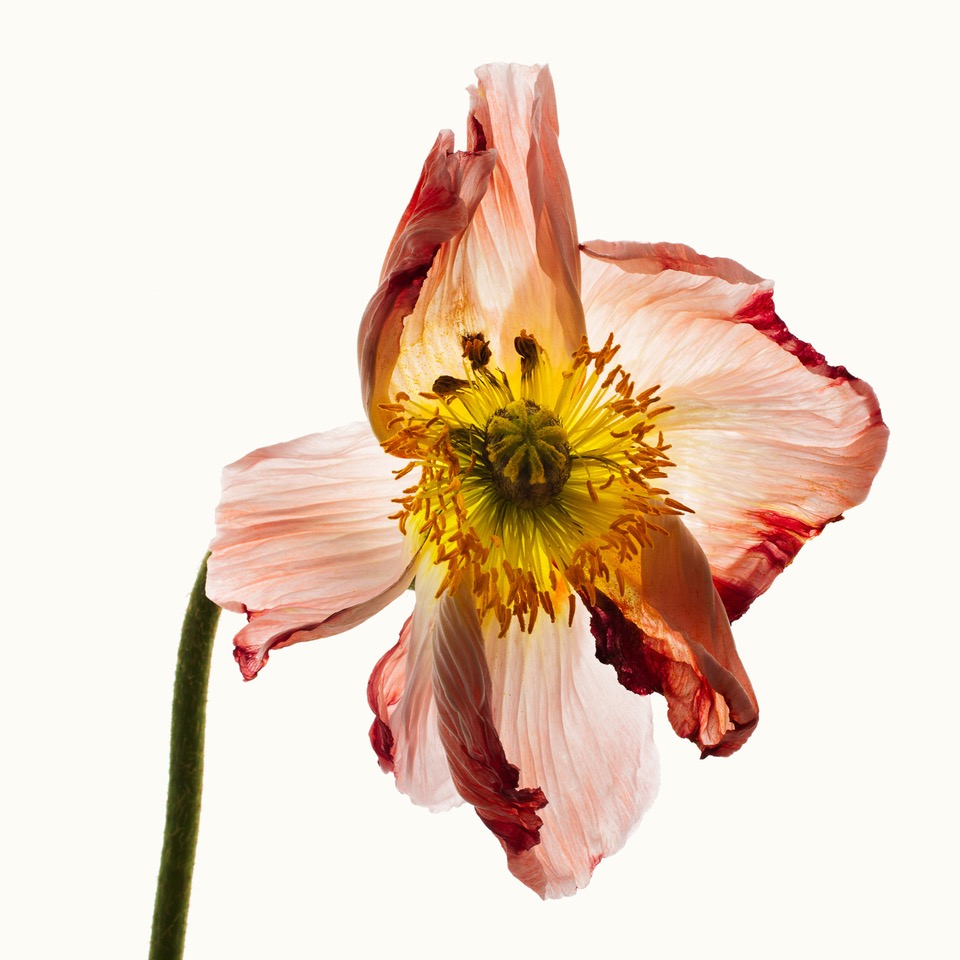 A photo of a pink flower with yellow pollen on a white background.