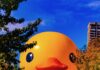World’s Largest Rubber Duck Returns to Pittsburgh Area The world's largest rubber duck in a crowd slightly behind two trees.