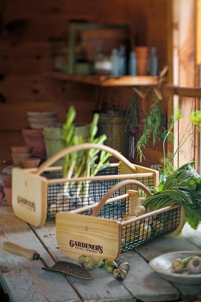 Two gardening hods with grown vegetables placed in them.