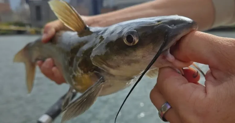 Venture Outdoors Lunchtime Fishing 768x404