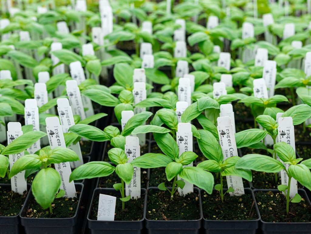 A variety of small black potted plant sprouts with garden tags sticking out of them. 
