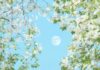 Your May 2026 Horoscope for the Full Moon in Scorpio A full moon in a blue sky peaks through May white flower tree blooms.