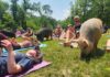Pittsburgh Events: Your Guide to June 1-7 Pigs eat grass around people doing yoga.