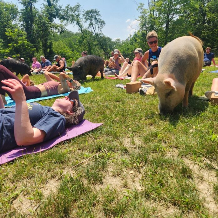 Pigs eat grass around people doing yoga.