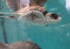 Pittsburgh Events: Your Guide to June 8-14 Two sea turtles swimming in a tank at the Pittsburgh Zoo.