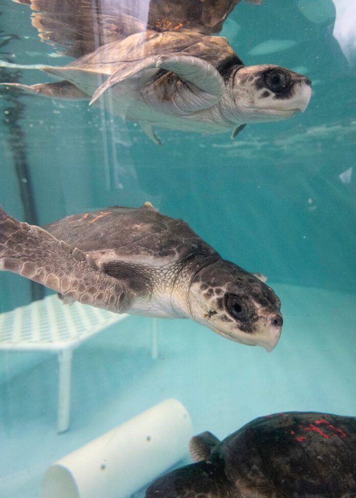 Two sea turtles swimming in a tank at the Pittsburgh Zoo.