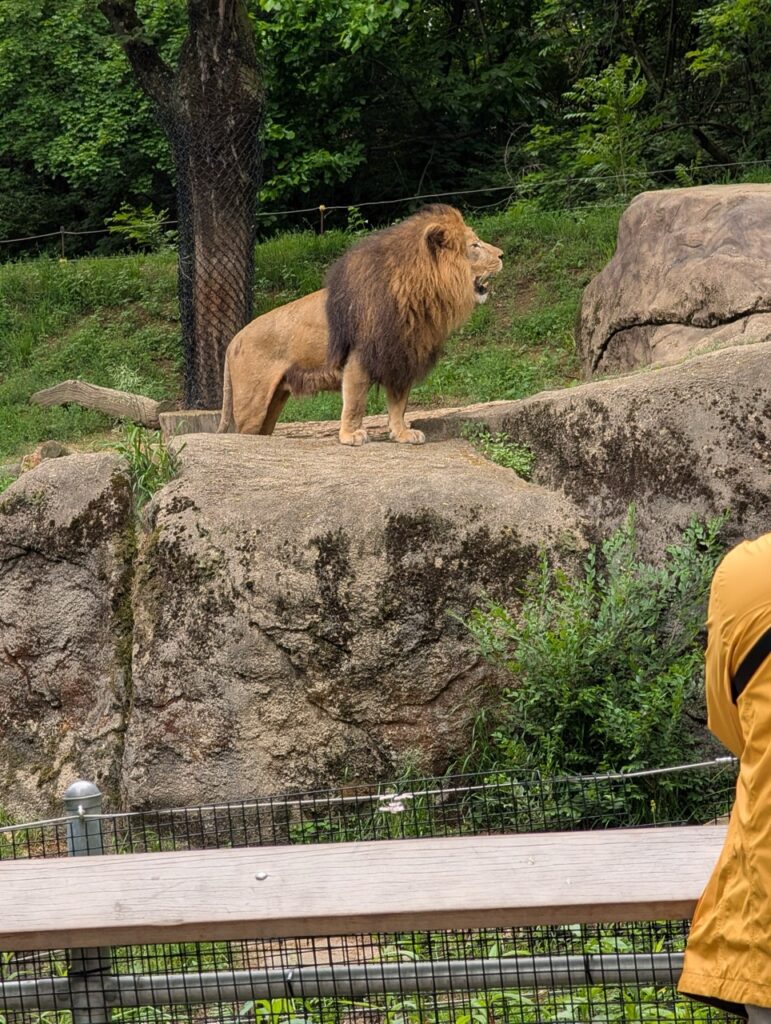 A lion stands on top of a rock, roaring at the zoo.