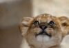 Meet Pittsburgh Zoo’s New Lion Cub A baby lion cub at the Pittsburgh zoo looking up.
