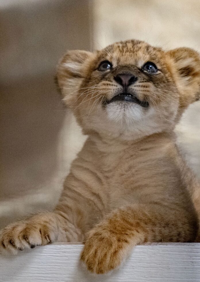 A baby lion cub at the Pittsburgh zoo looking up.