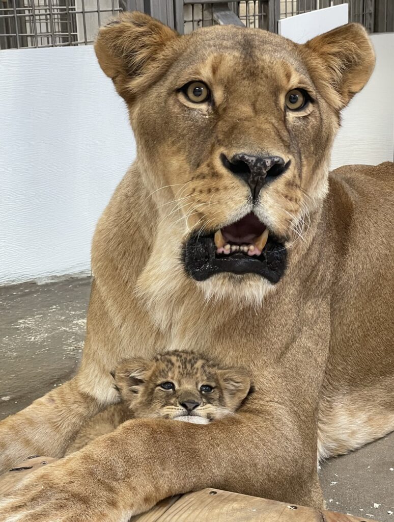 A baby lion cub lays in the arms of her lion mom.