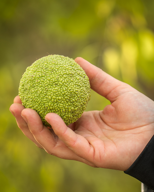 The hand of a person holding an osage orange used for extraction of Pom Pom oil.