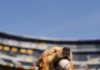 Plan Your Week: The Best Pittsburgh Events May 25-31 A dog lays on the grass of PNC baseball park at a pup night event with a baseball in his mouth.