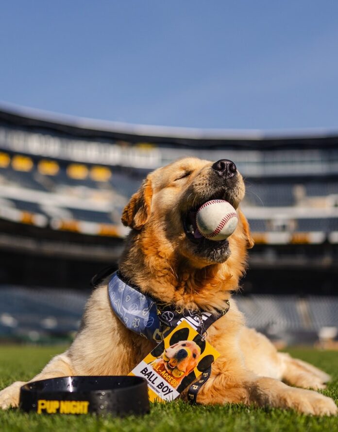 A dog lays on the grass of PNC baseball park at a pup night event with a baseball in his mouth.