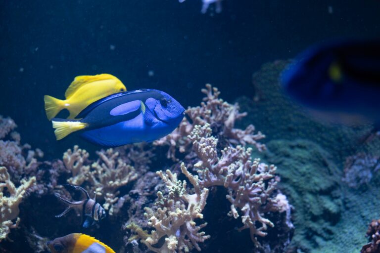 World Ocean Day Pittsburgh Zoo 768x512