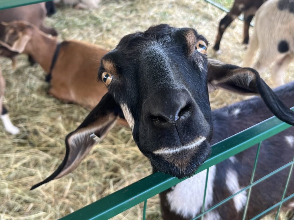 A black goat with big floppy ears in a green fence.
