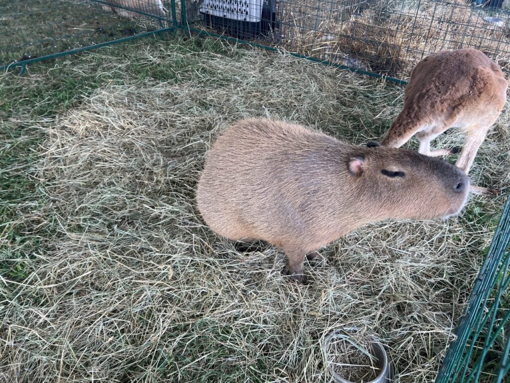 Two capybaras in a fenced in part with hay.