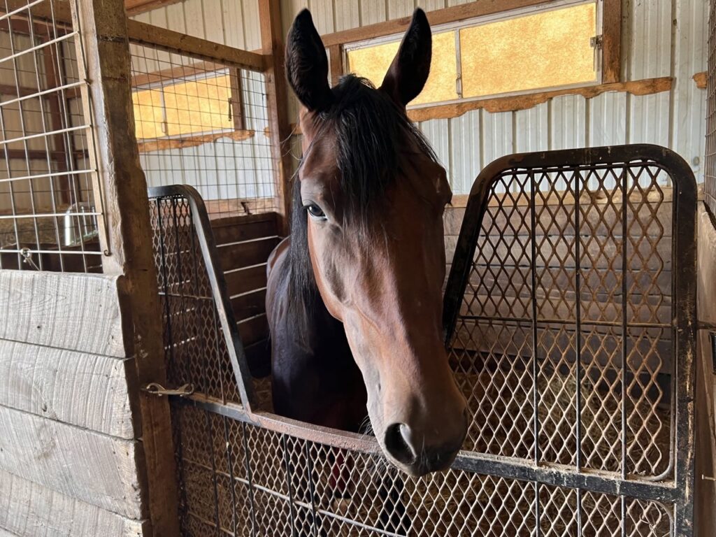 A brown horse between the gates of a farm house.