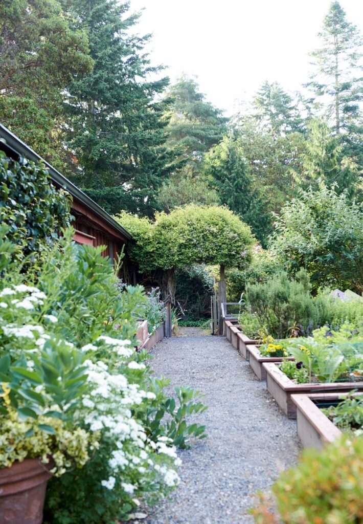 A walkway covered in greenery.
