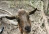 It’s Goat Fest! Why Pittsburgh Throws a Festival for Hard-working Goats A brown goat stands up on a fence post.
