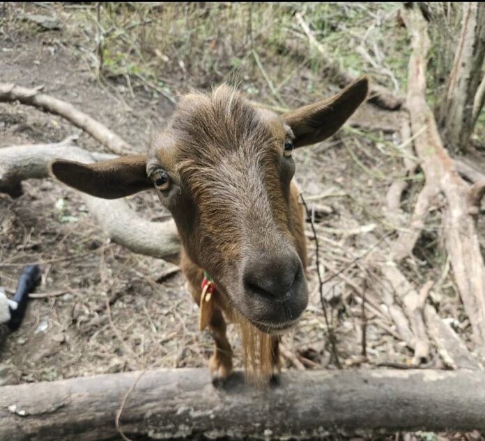 It’s Goat Fest! Why Pittsburgh Throws a Festival for Hard-working Goats A brown goat stands up on a fence post.