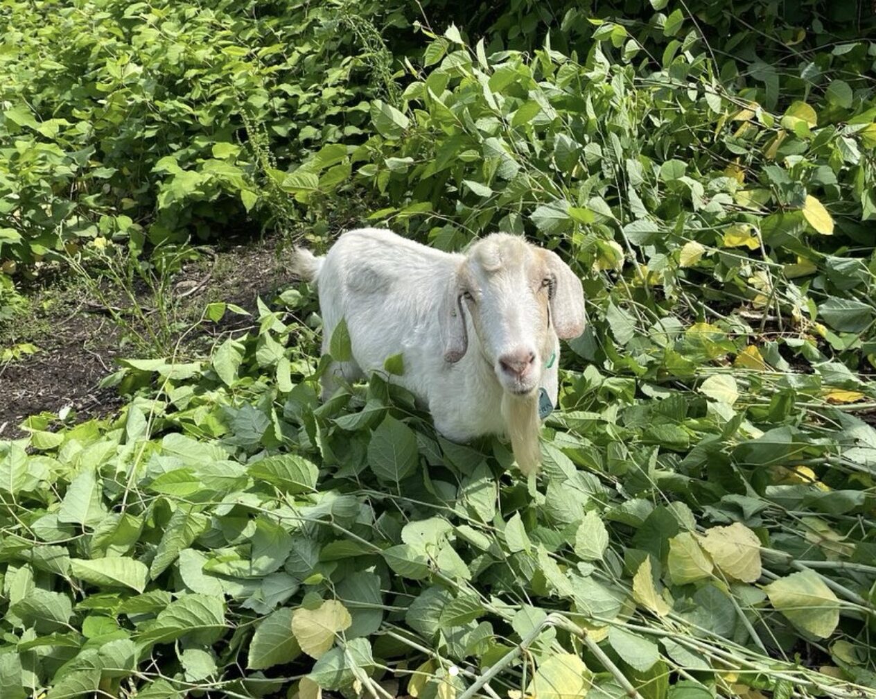 A white goat in a green field of plants.