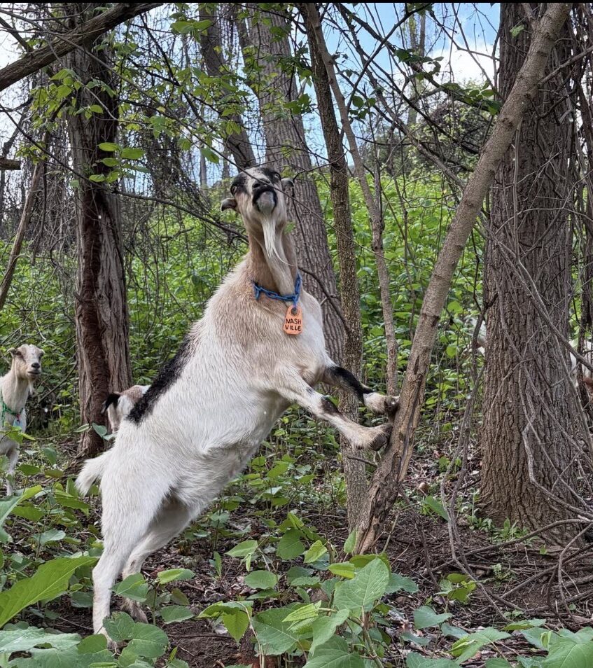 A goat standing on a small tree.