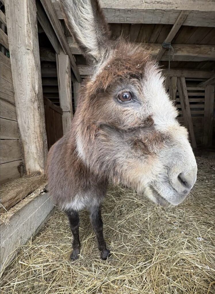 A close up of a donkey's face.