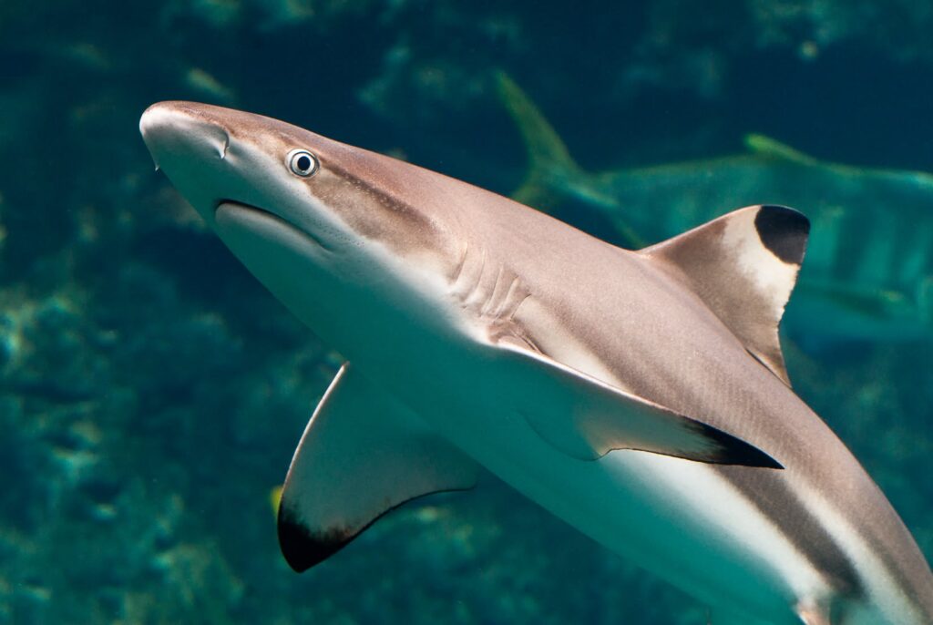 International Shark & Ray Awareness