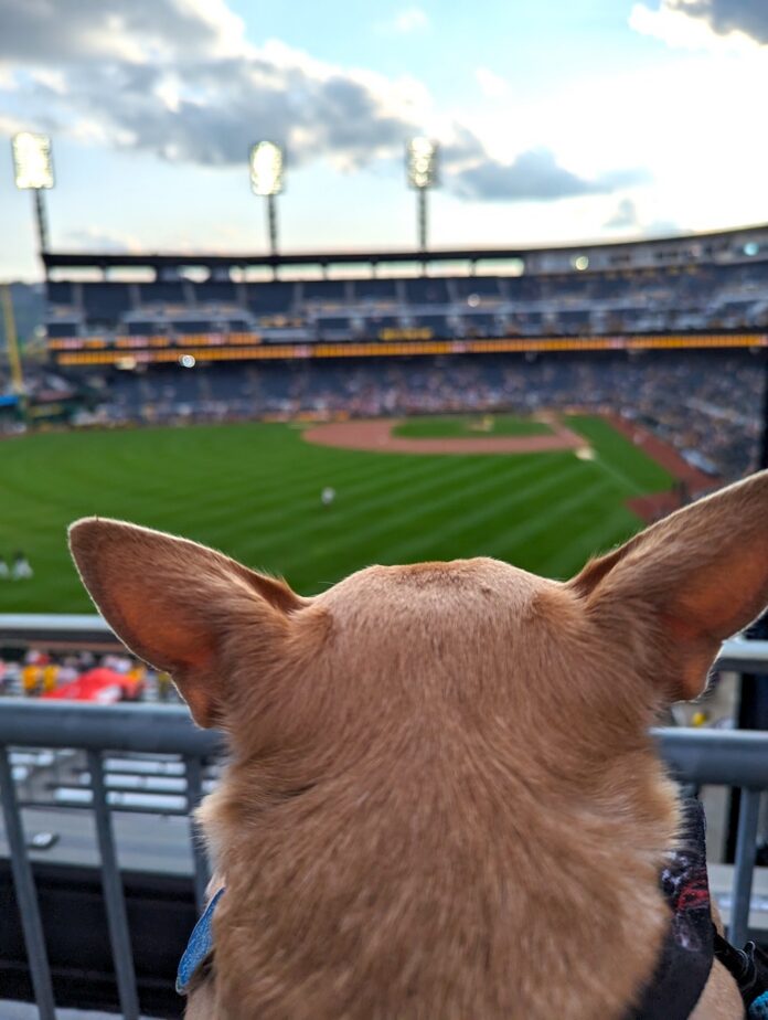 A dog looks out at a baseball field with the stadium lights on.