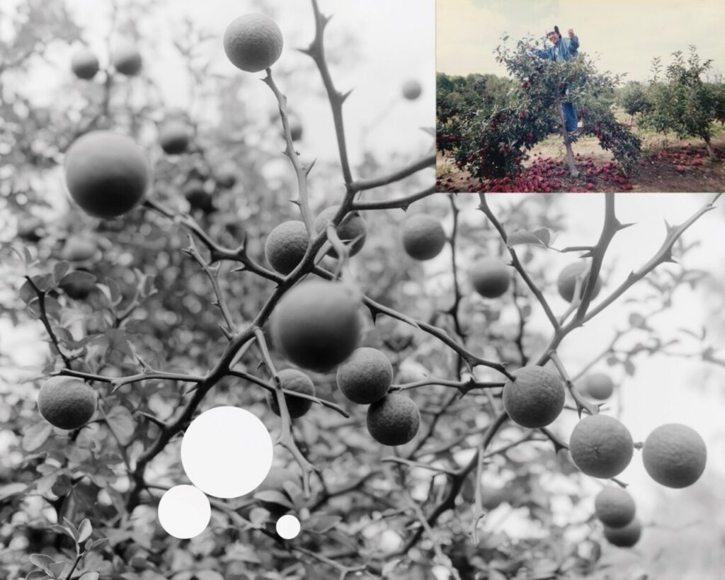 A close up of berry bushes in black and white with a small image of a person picking berries in color in the corner of the photograph.
