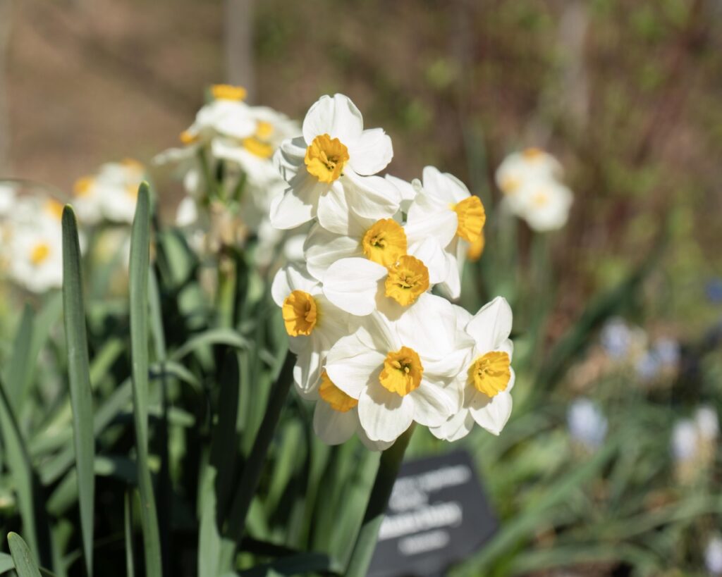 Little white daffodils with yellow centers and long green leaves.