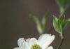 Pittsburgh Botanic Garden Is Headed to the Philadelphia Flower Show for the First Time A small white dogwood flower with a green center.