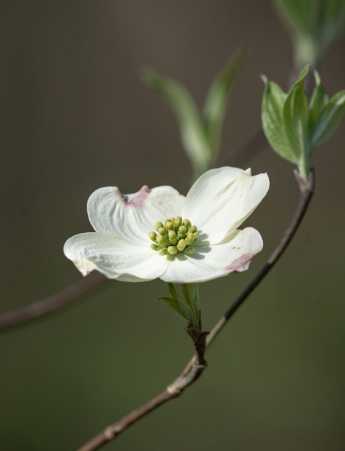 A small white dogwood flower with a green center.
