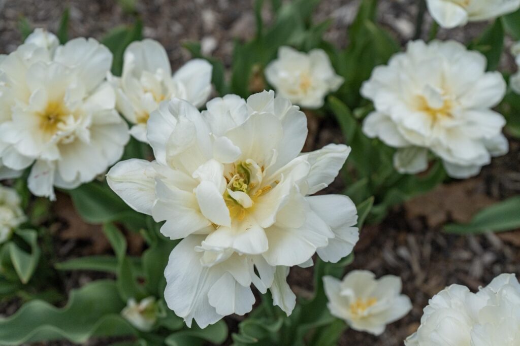 White tulips in a garden field of green and dirt.