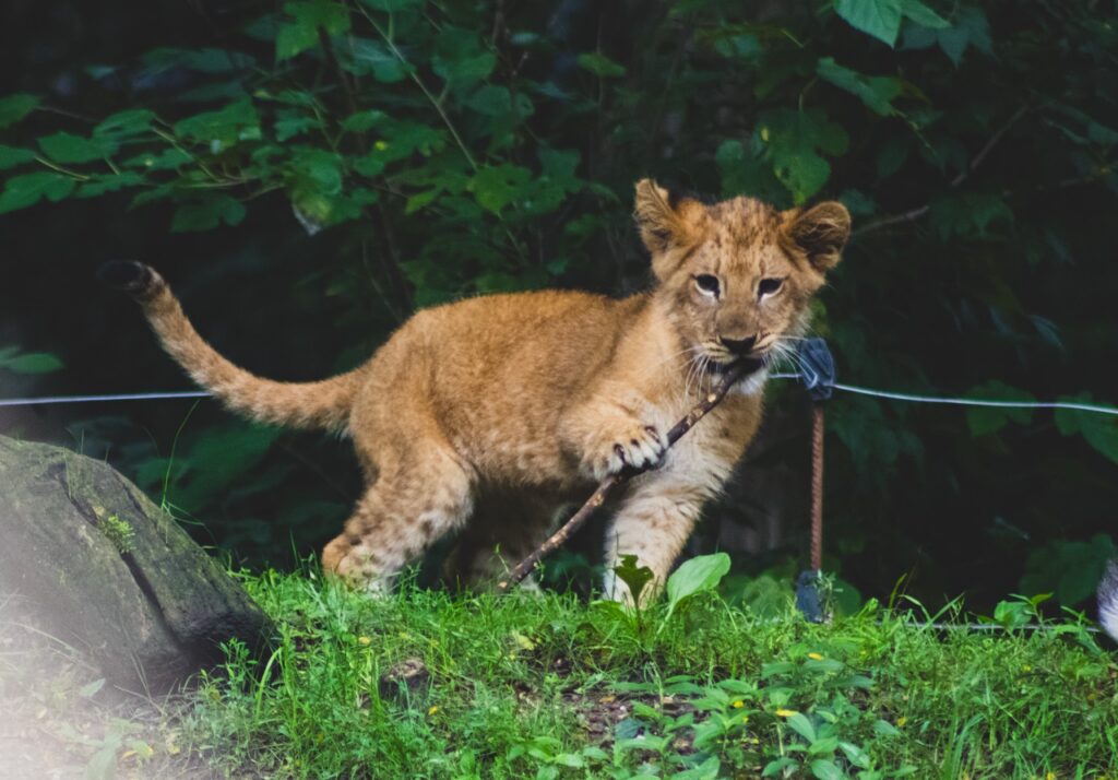 A lion cub plays with a stick in the grass.