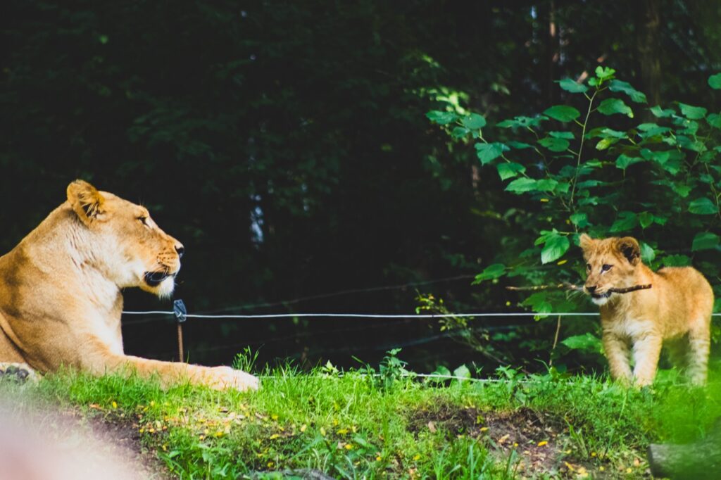 A lioness and lion cub in grass as the lion cub has a stick in her mouth.