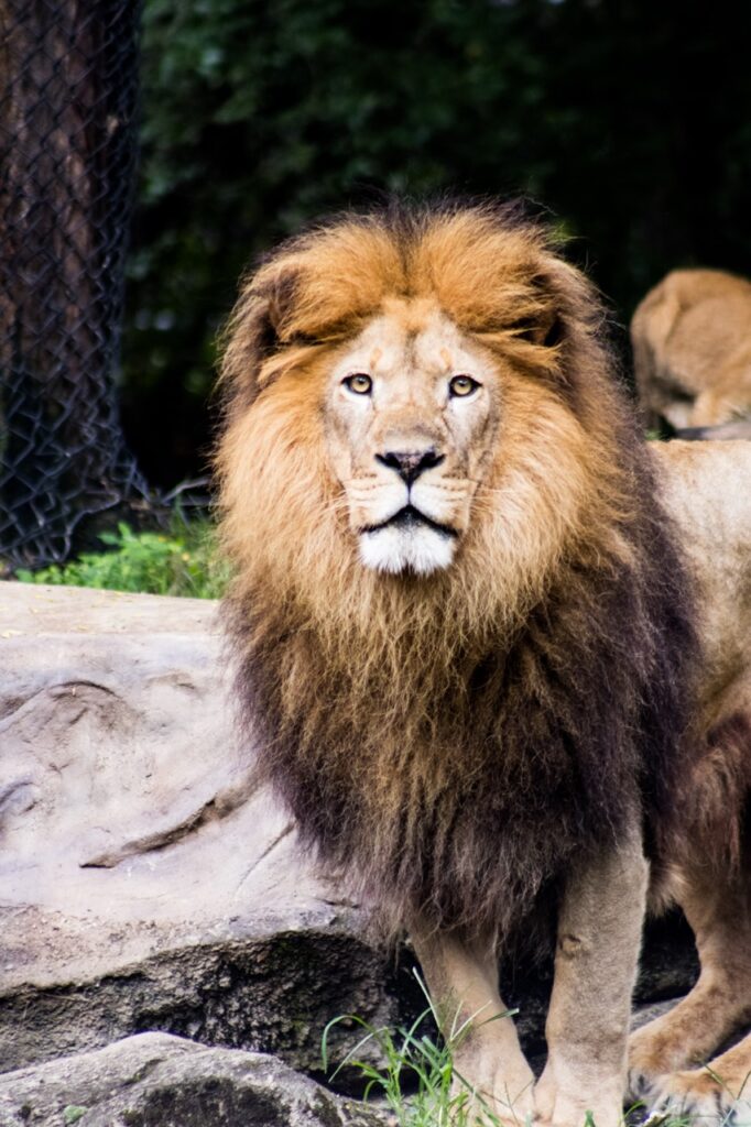 A big male lion with a large mane.