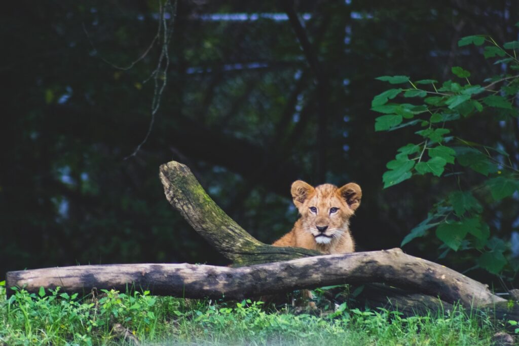 A lion cub behind a treen branch ont eh ground.